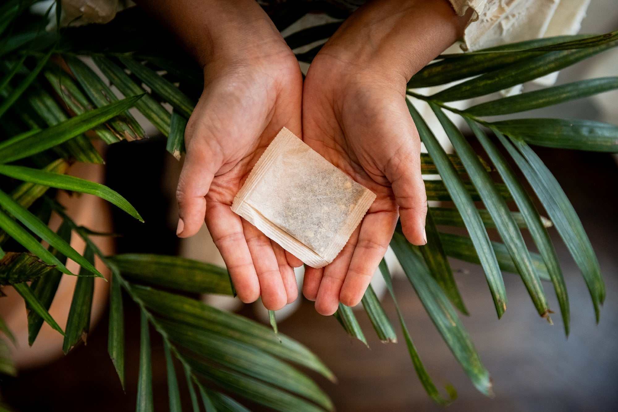 Calm-In-A-Teacup organic chamomile tea bag held in two hands with green tropical leaves in background