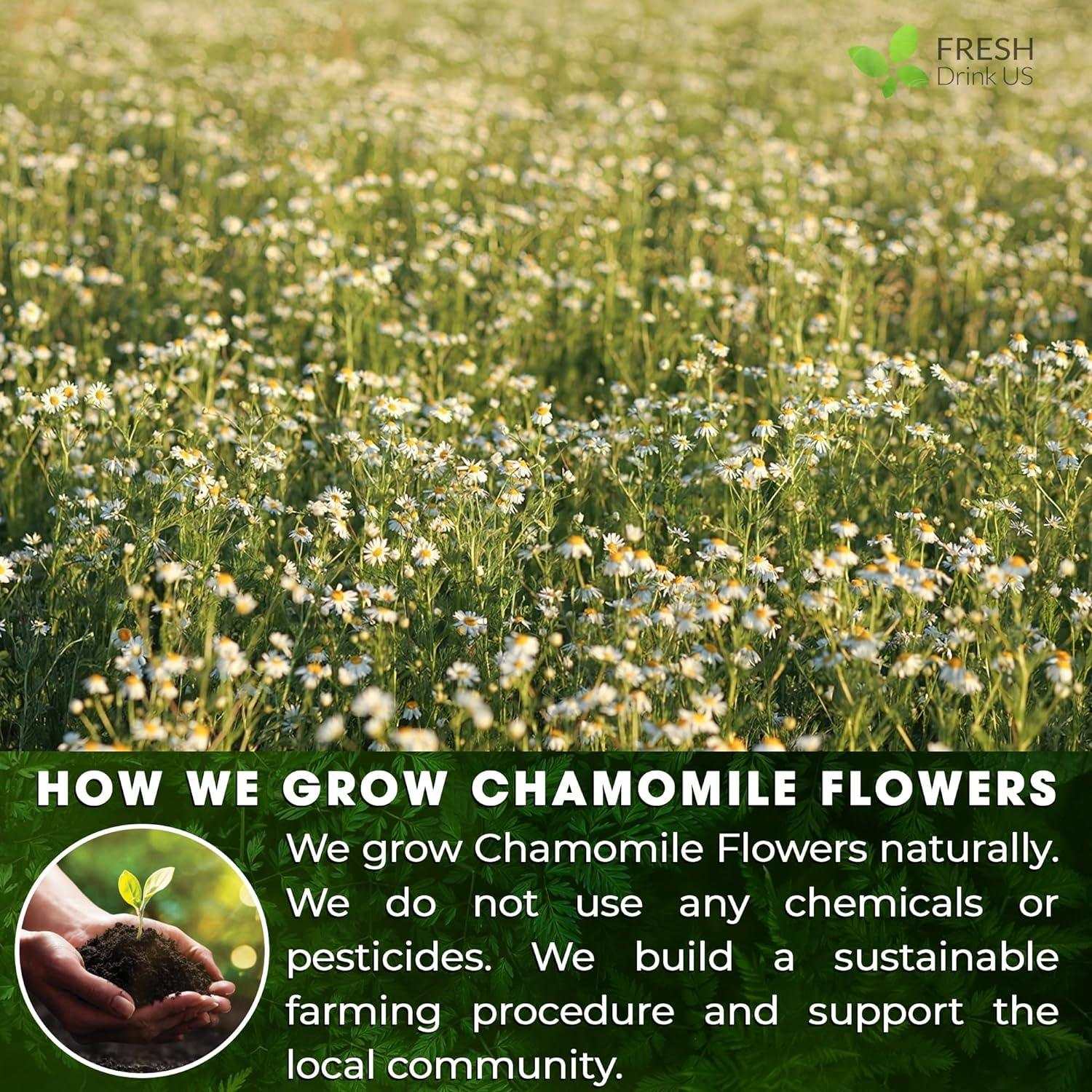 Chamomile Tea Bags natural farming field with blooming white and yellow chamomile flowers under sunlight