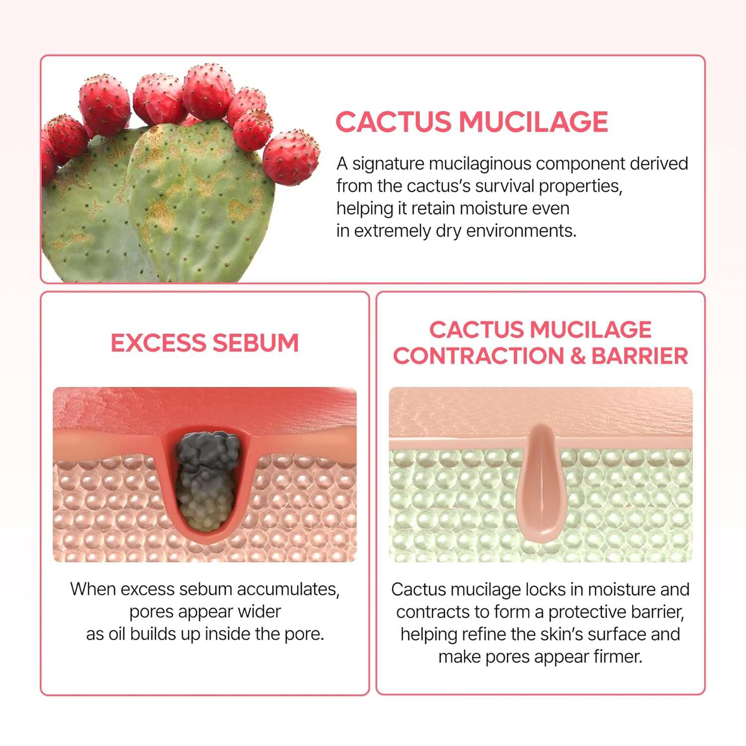 Dr.Melaxin CACTOX cactus mucilage pore care infographic with cactus fruit and skin diagrams in pink and green tones