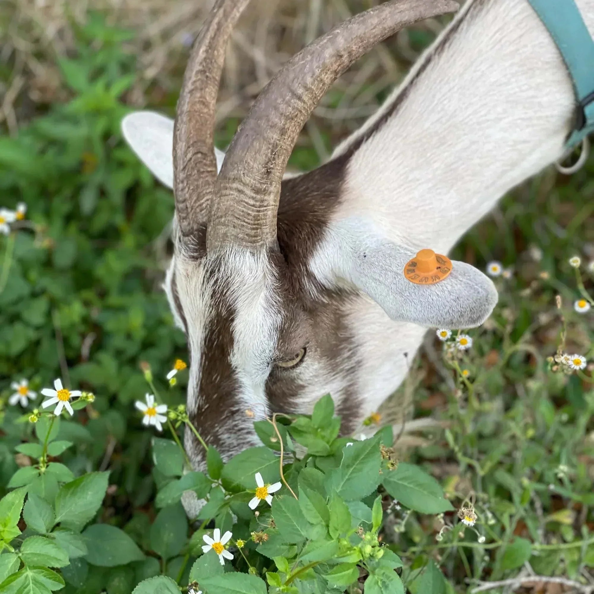Fresh Face Cream Facial Bar, shown on a goat with white and brown fur and an orange ear tag