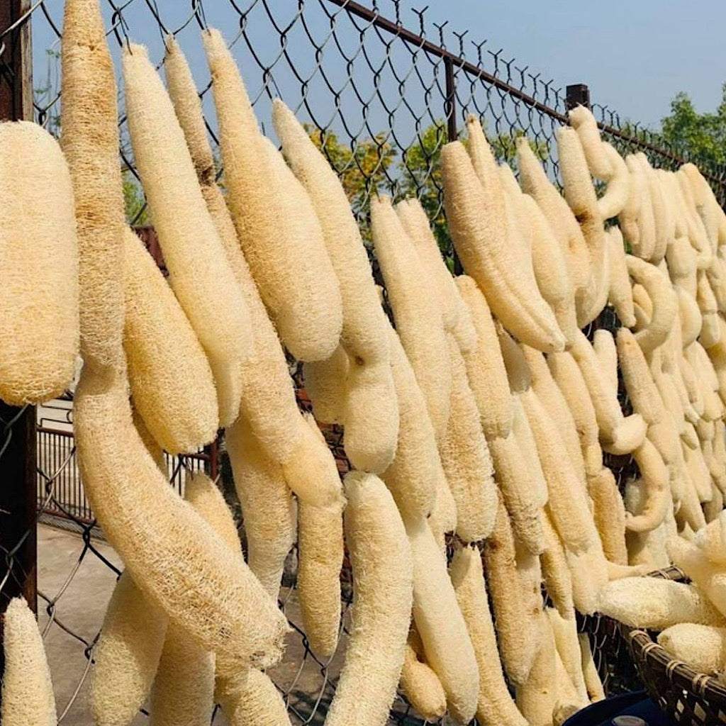Natural Loofah Sponge gourds in pale beige, showing elongated, fibrous natural forms hanging in clusters