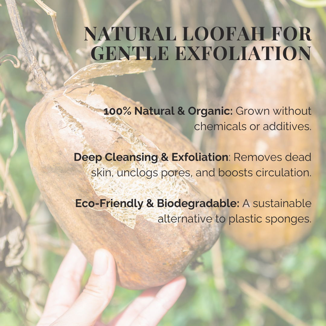 Natural Loofah Sponge shown as a tan, fibrous dried gourd with a rough natural husk and plant stems