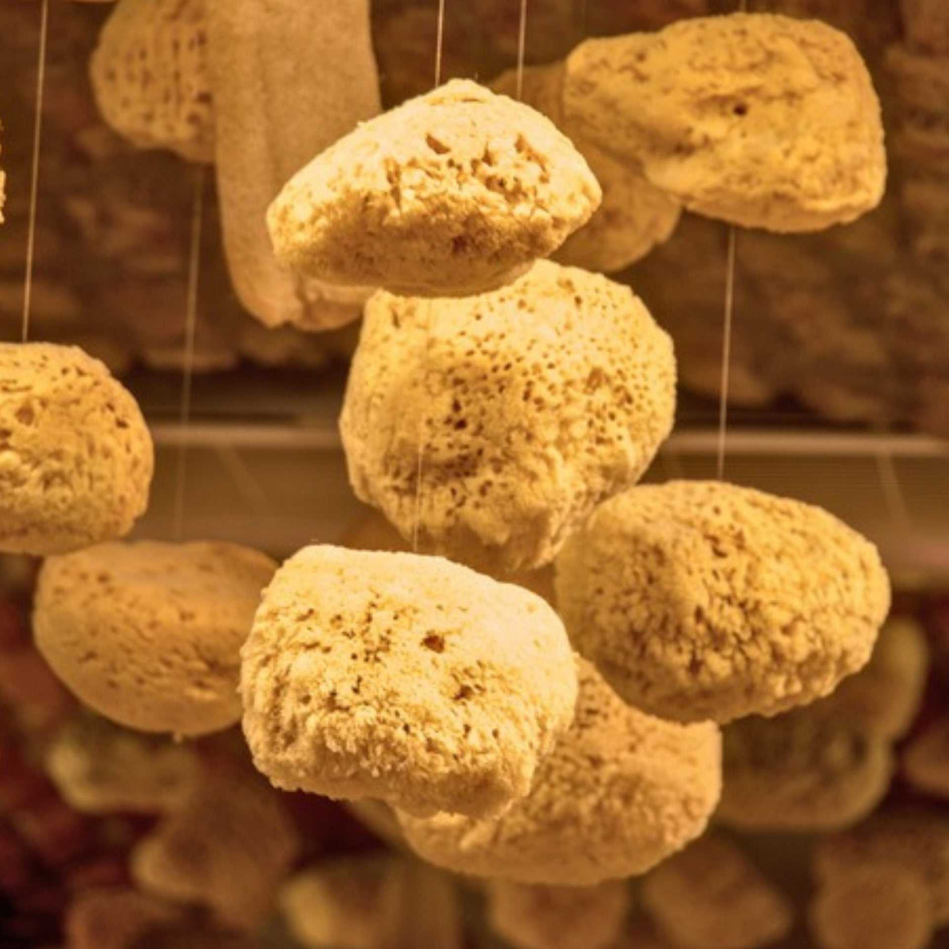 Natural Sea Sponge in golden beige, with a porous, irregular texture and rounded natural shapes