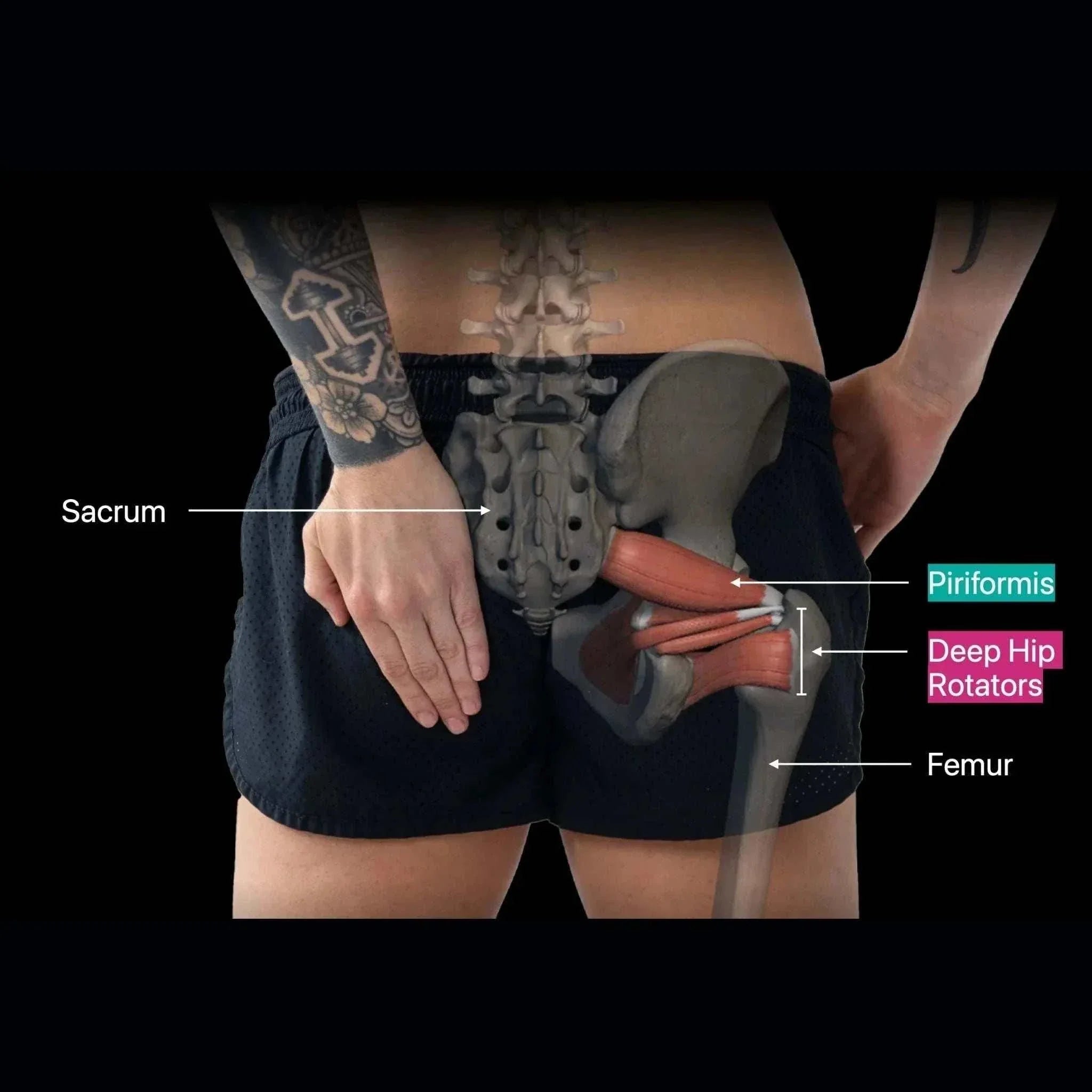 Orbit hip flexor release tool for precise deep muscle therapy