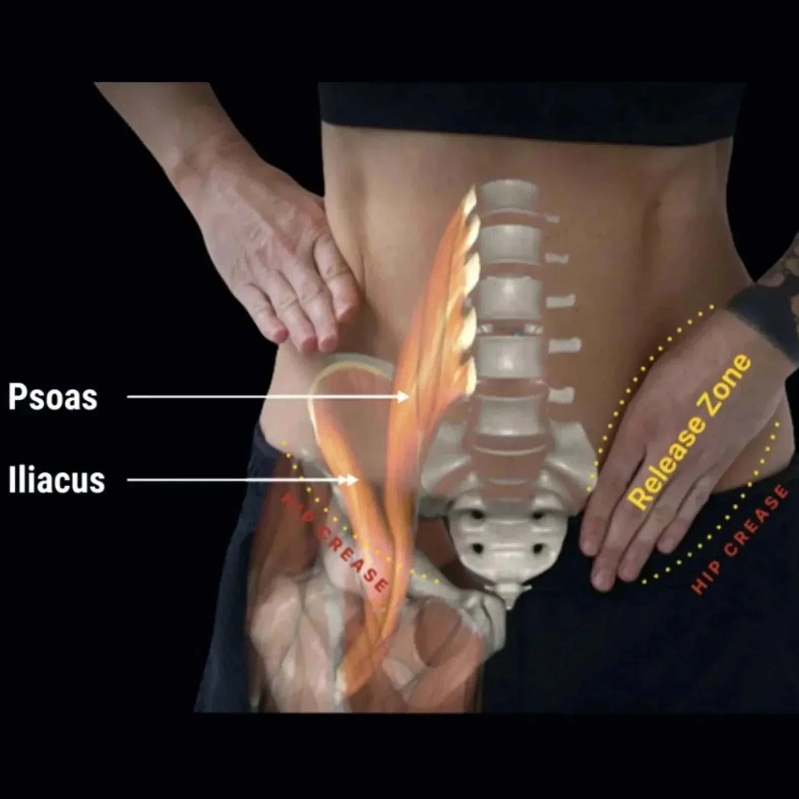 Orbit hip flexor release tool designed for precise deep muscle relief