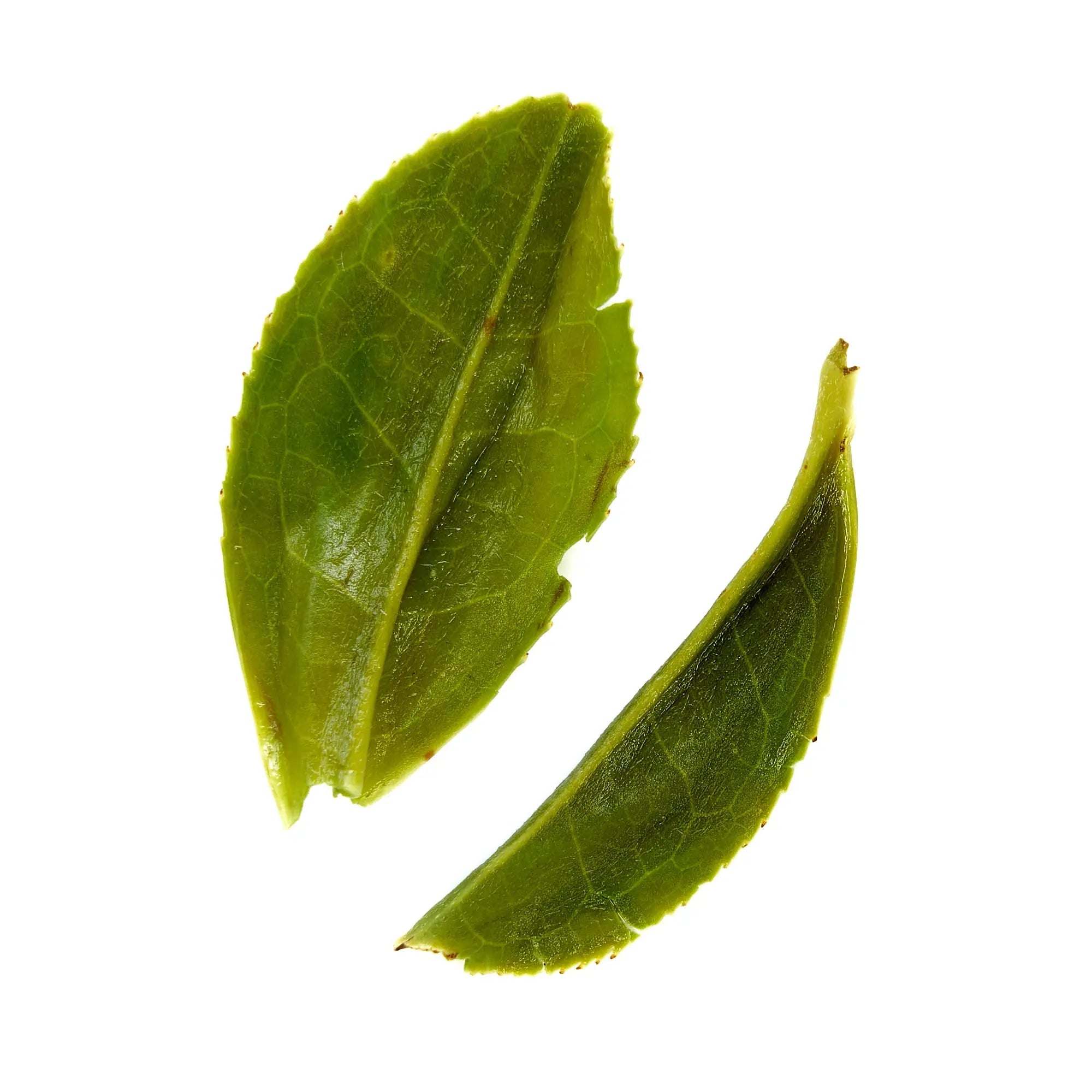 Rare Leaves Emerald - Pi Lo Chun Green Tea, two fresh green tea leaves with serrated edges and visible veins