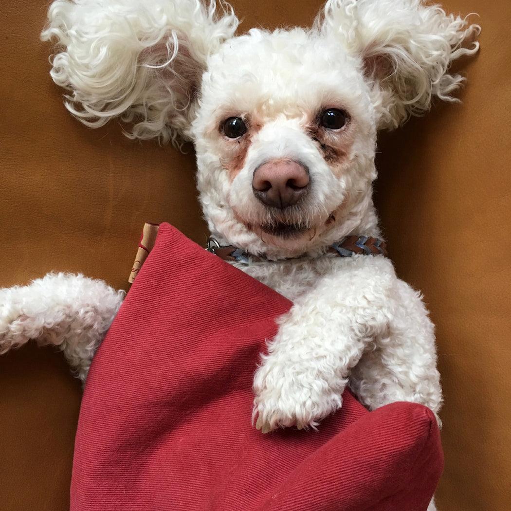 Summer Stack red square denim pillow shown with a white curly-haired dog; visible pillow has textured fabric and stitched edges
